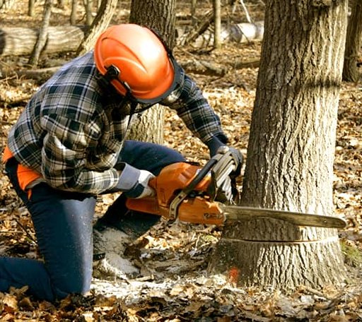 Tree Removal in Steeles Tavern, VA